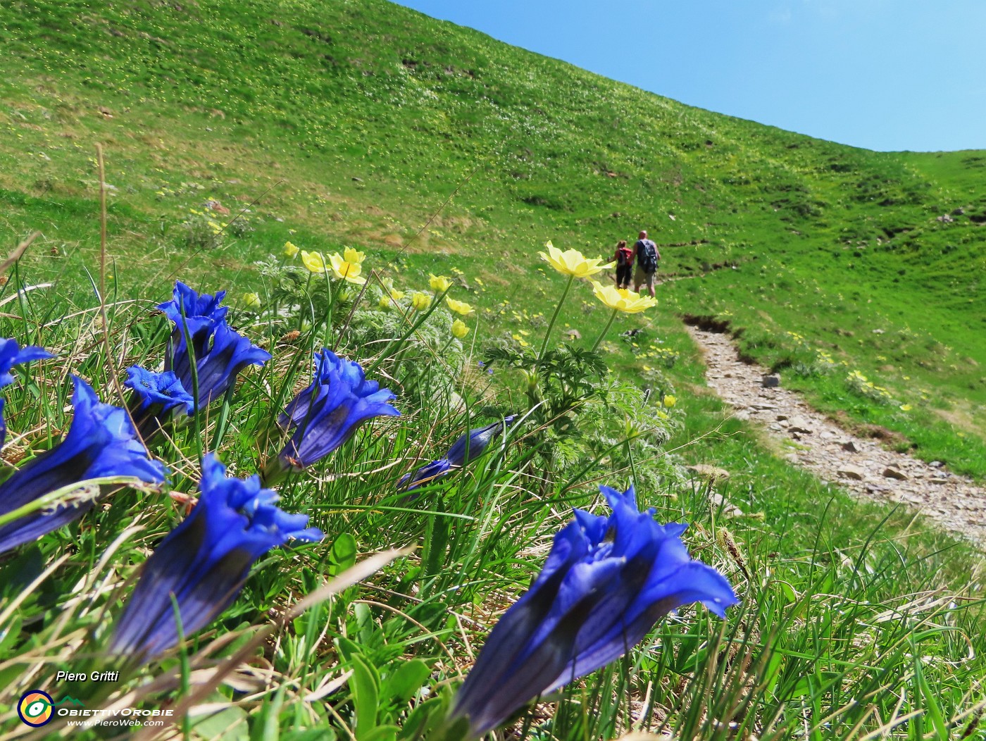 34 Gentiana acaulis (Genziana di Koch) con Pulsatilla alpina sulphurea (Anemone sulfureo)  .JPG